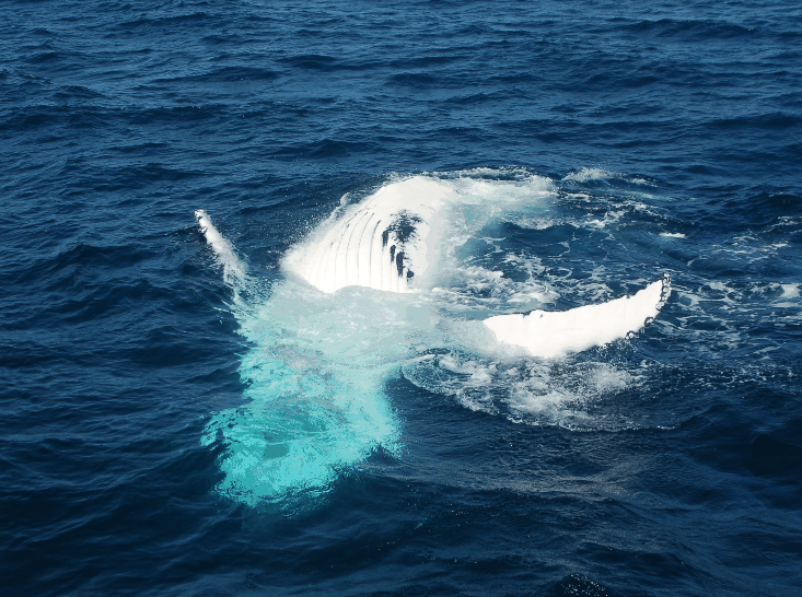 Dolphin Wild Cruises - Accommodation QLD
