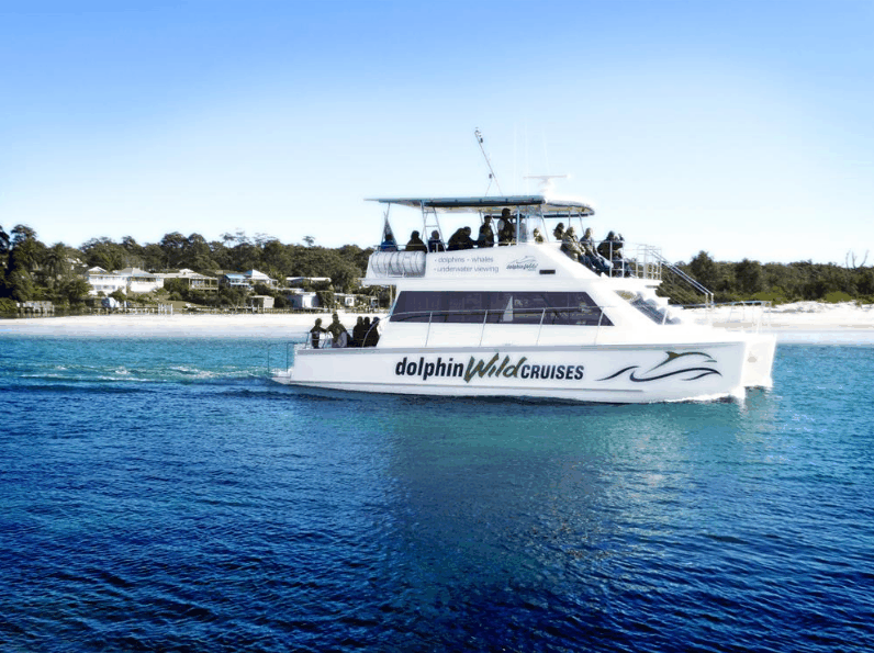 Dolphin Wild Cruises - Accommodation QLD 1