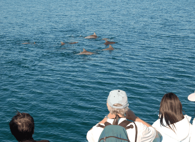 Dolphin Wild Cruises - Accommodation QLD 3