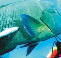 Aristocat Snorkel and Scuba Port Douglas - Accommodation QLD