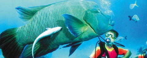Aristocat Snorkel And Scuba Port Douglas - Accommodation QLD 0