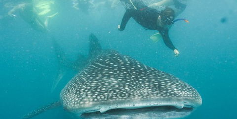 Aristocat Snorkel And Scuba Port Douglas - Accommodation QLD 1