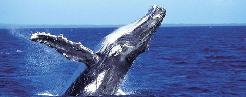 Aristocat Snorkel And Scuba Port Douglas - Accommodation QLD 2