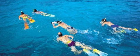 Aristocat Snorkel And Scuba Port Douglas - Accommodation QLD 4