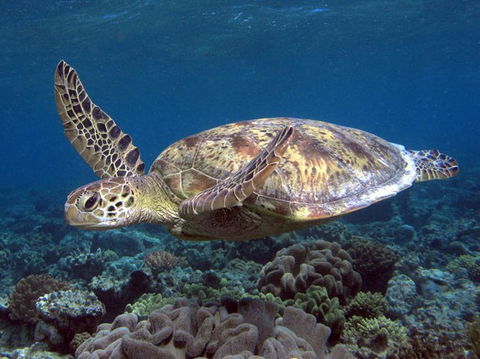 Calypso Reef Charters - Accommodation QLD 1