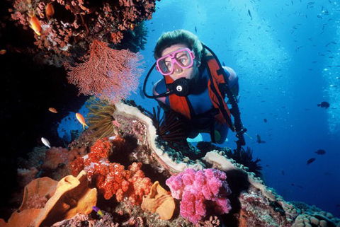 Calypso Reef Charters - Accommodation QLD 2