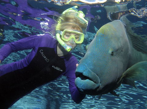 Calypso Reef Charters - Accommodation QLD 4
