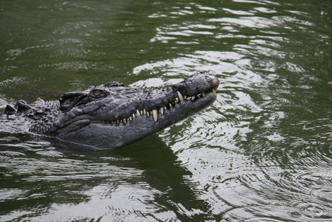 Daintree River Cruise Centre - Accommodation QLD 1