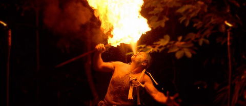 Flames Of The Forest - Accommodation QLD 1