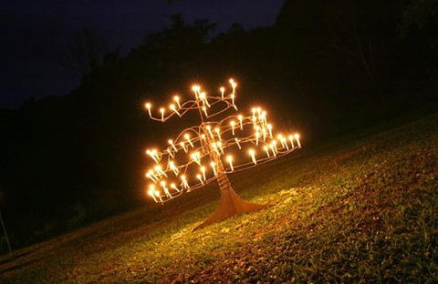 Flames Of The Forest - Accommodation QLD 4