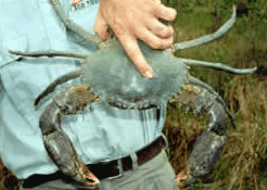 Whitsunday Crocodile Safari - Accommodation QLD