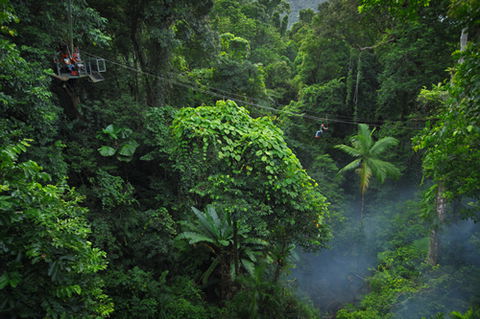 Jungle Surfing Canopy Tours And Jungle Adventures Nightwalks - Accommodation QLD 3