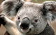 Wildlife Habitat - thumb 0