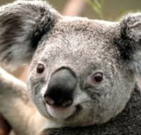 Wildlife Habitat - Accommodation QLD