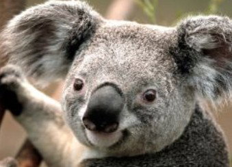 Wildlife Habitat - Accommodation QLD 0