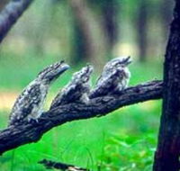 Undara Experience - Accommodation QLD
