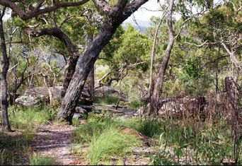 Cooktown Aboriginal Art Tours - Accommodation QLD 2