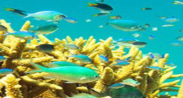 Reef Jet Cruises - Accommodation QLD 4