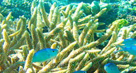 Reef Jet Cruises - Accommodation QLD 5