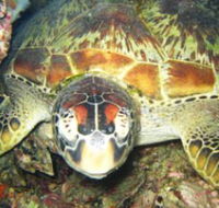 Adrenalin Snorkel and Dive - Accommodation QLD