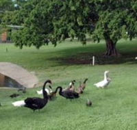 Anzac Park and Ululah Lagoon - Accommodation QLD
