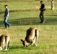 Araucaria Ecotours - Accommodation QLD