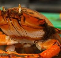 River Cottage Restaurant - Accommodation QLD
