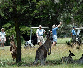 Glen Innes NSW Accommodation QLD