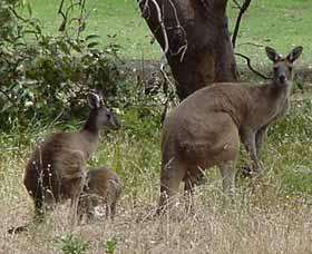 Capel Golf Club - Accommodation QLD 2