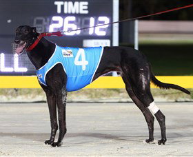 Bulli Greyhound Racing Club - Accommodation QLD 3