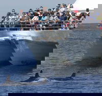 MoonshadowTQC Cruises - Accommodation QLD