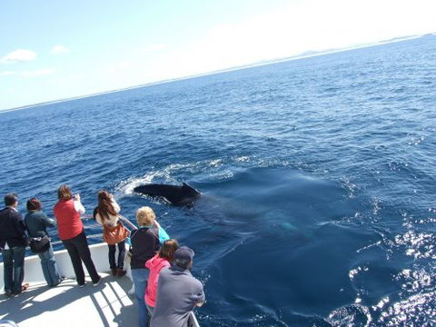 Moonshadow–TQC Cruises - Accommodation QLD 1