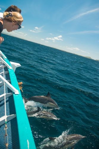 Moonshadow–TQC Cruises - Accommodation QLD 3