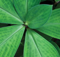 Limberlost Nursery  Garden Centre - Accommodation QLD