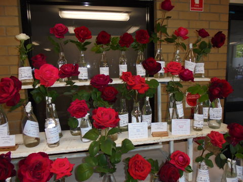 Anglican Spring Flower Show Gundagai - Accommodation QLD 0