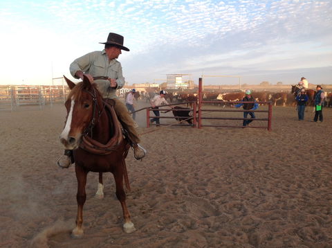 Birdsville Campdraft,  Rodeo And Bronco Branding - Accommodation QLD 1