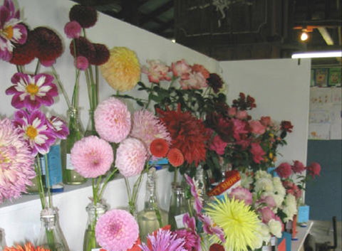 Dalgety Show - Accommodation QLD 0