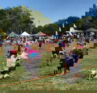 Dogs in the Park Orange - Accommodation QLD