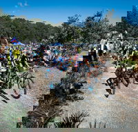 JetBlack Wild Wombat MTB Challenge - Accommodation QLD