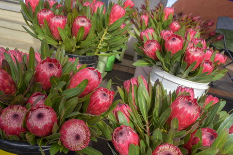 Junee Rotary Farmers Markets - Accommodation QLD 0