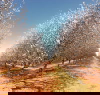 Mallee Almond Blossom Festival - Accommodation QLD