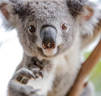 Meet the Stars of the Livestreams - Accommodation QLD