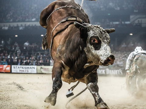 PBR Hawkesbury Stampede - Accommodation QLD 1