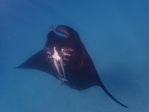Project Manta Ningaloo Reef, Western Australia - Accommodation QLD 0