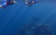 Project Manta Ningaloo Reef, Western Australia - thumb 1