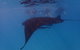 Project Manta Ningaloo Reef, Western Australia - thumb 2