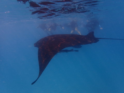 Project Manta Ningaloo Reef, Western Australia - Accommodation QLD 2