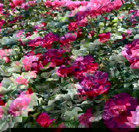 2020 Woolmers Estate Festival of Roses - Accommodation QLD