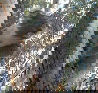 Annual Koala Count
