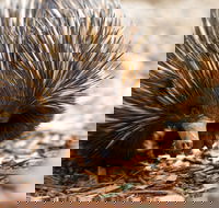 Aussie Wildlife Course - July/August/September - Accommodation QLD